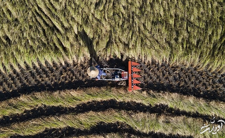 (تصاویر) برداشت برنج در مازندران